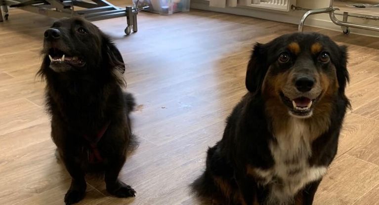 Tiergestützte Therapie zwei Hunde