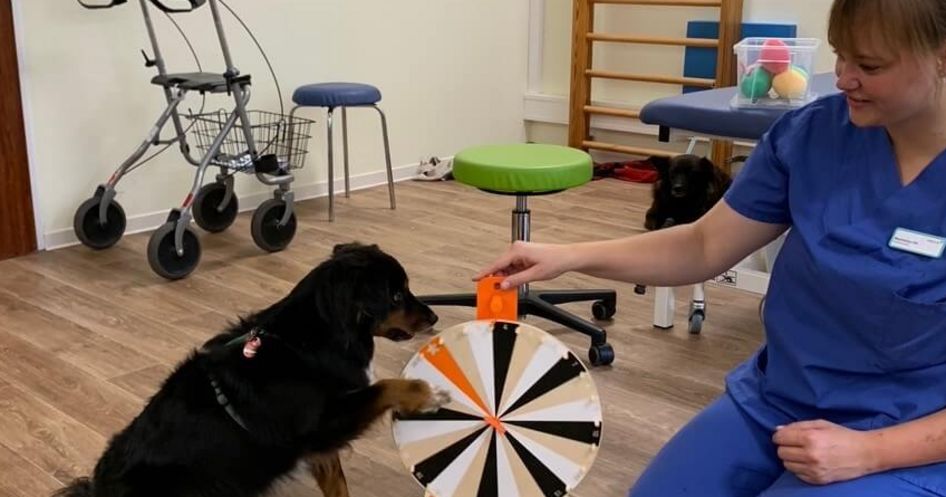 Ergotherapeutin und Patientin trainieren mit einem Hund